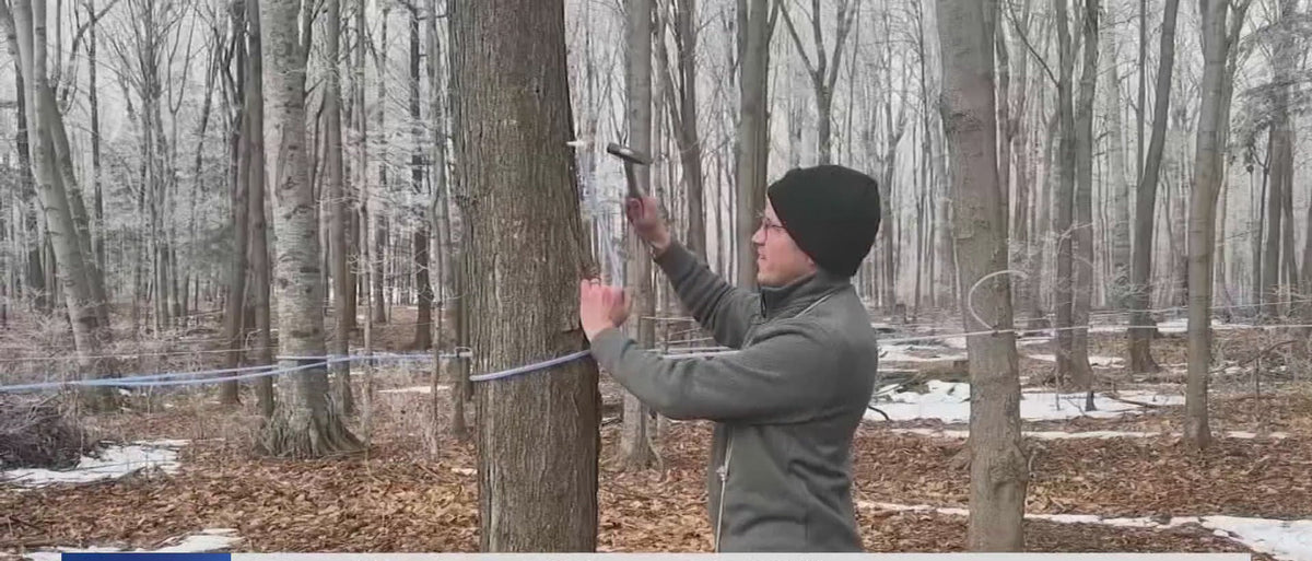 Jeff Skarda tapping a maple, from the Spectrum News story